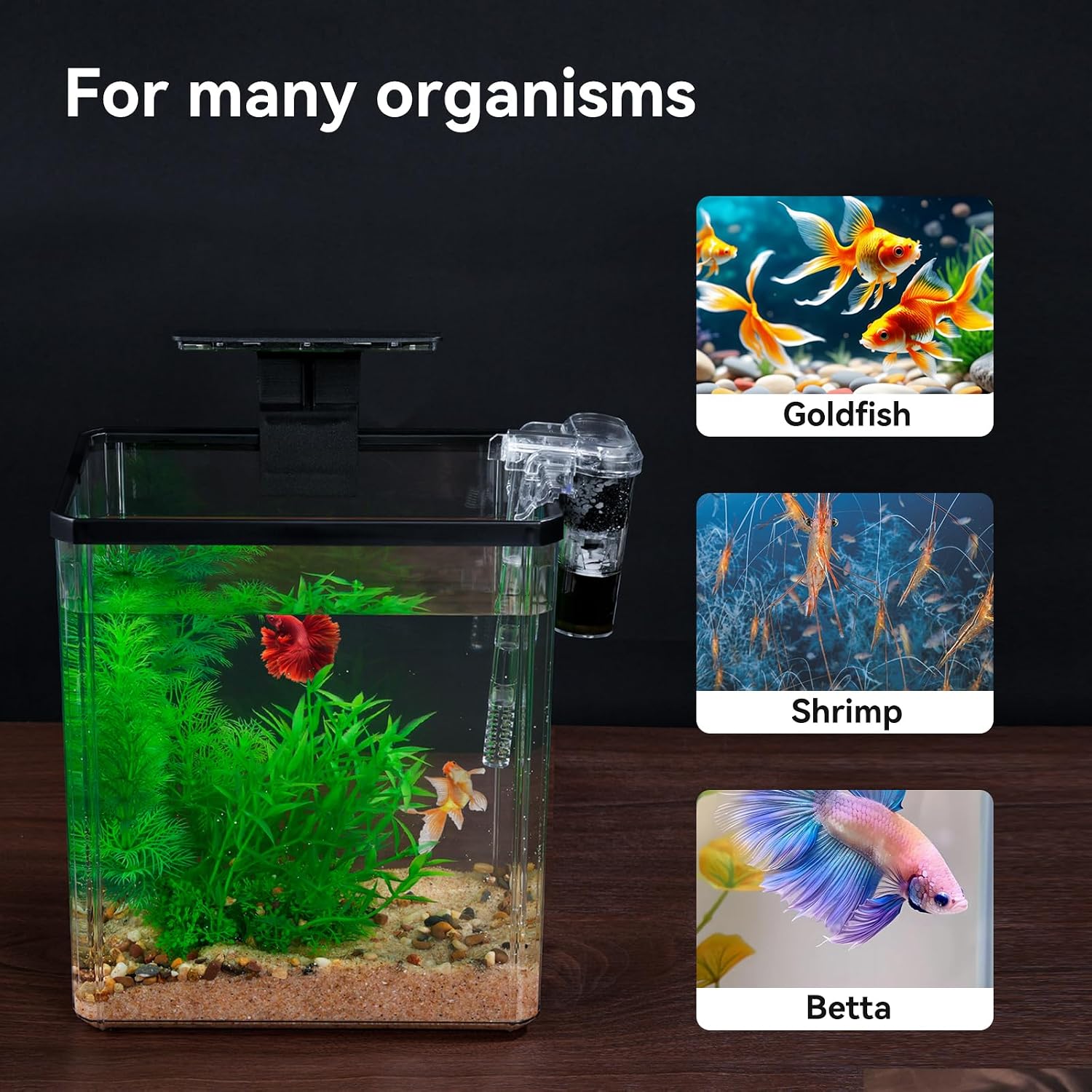 1.5 Gallon Desktop Mini Aquarium Kit - Hình 9