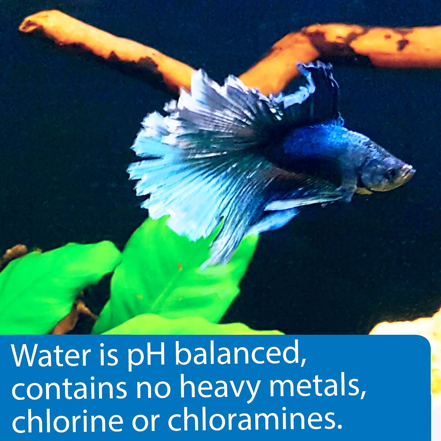 API Betta Water 64oz - Hình 2