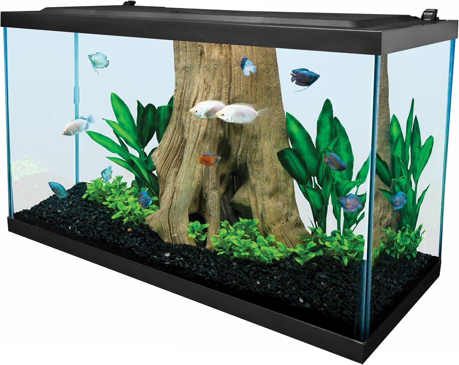 Clear Glass 20 Gallon Long Aquarium Tank - Hình 2