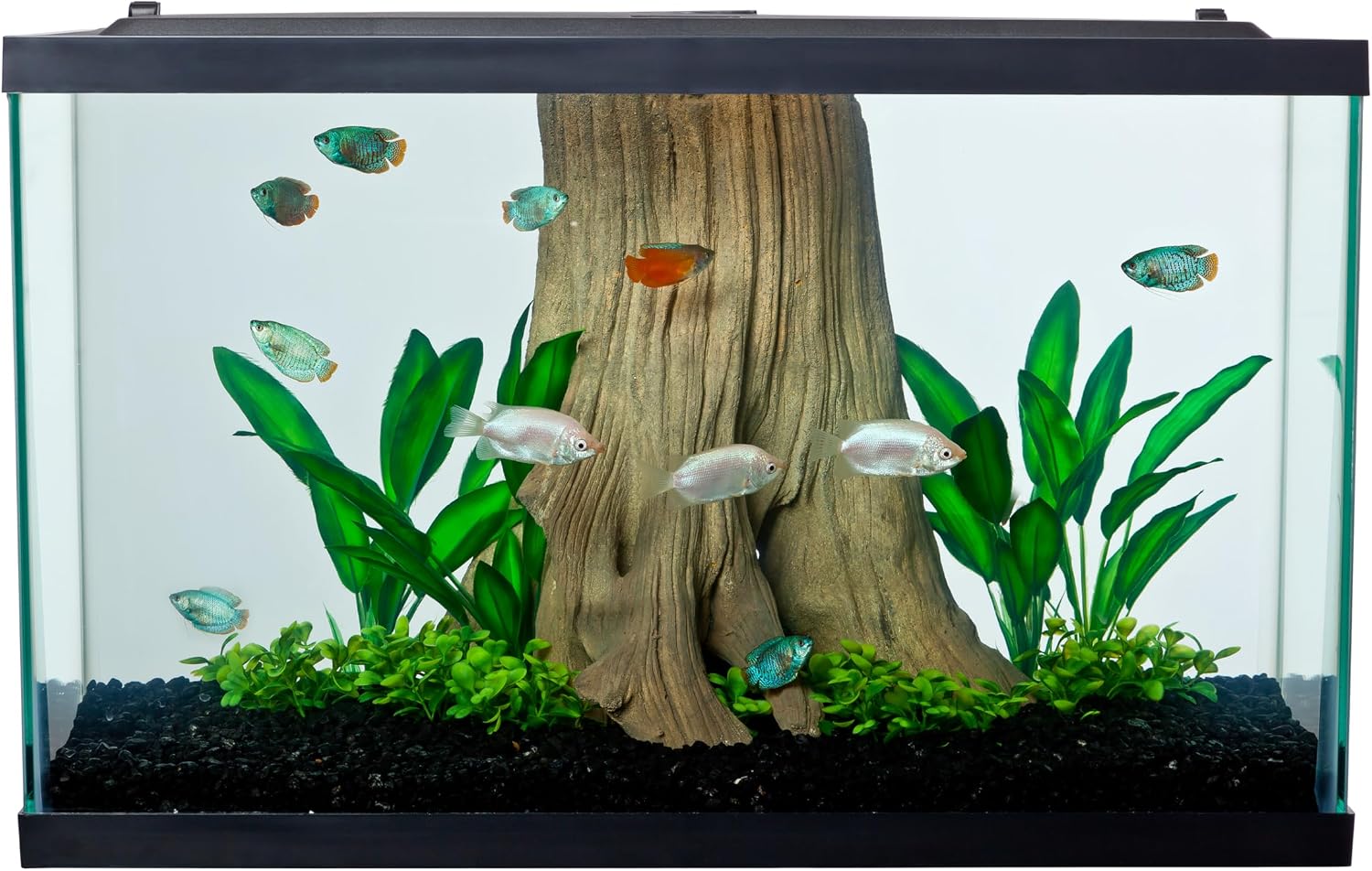 Clear Glass 20 Gallon Long Aquarium Tank