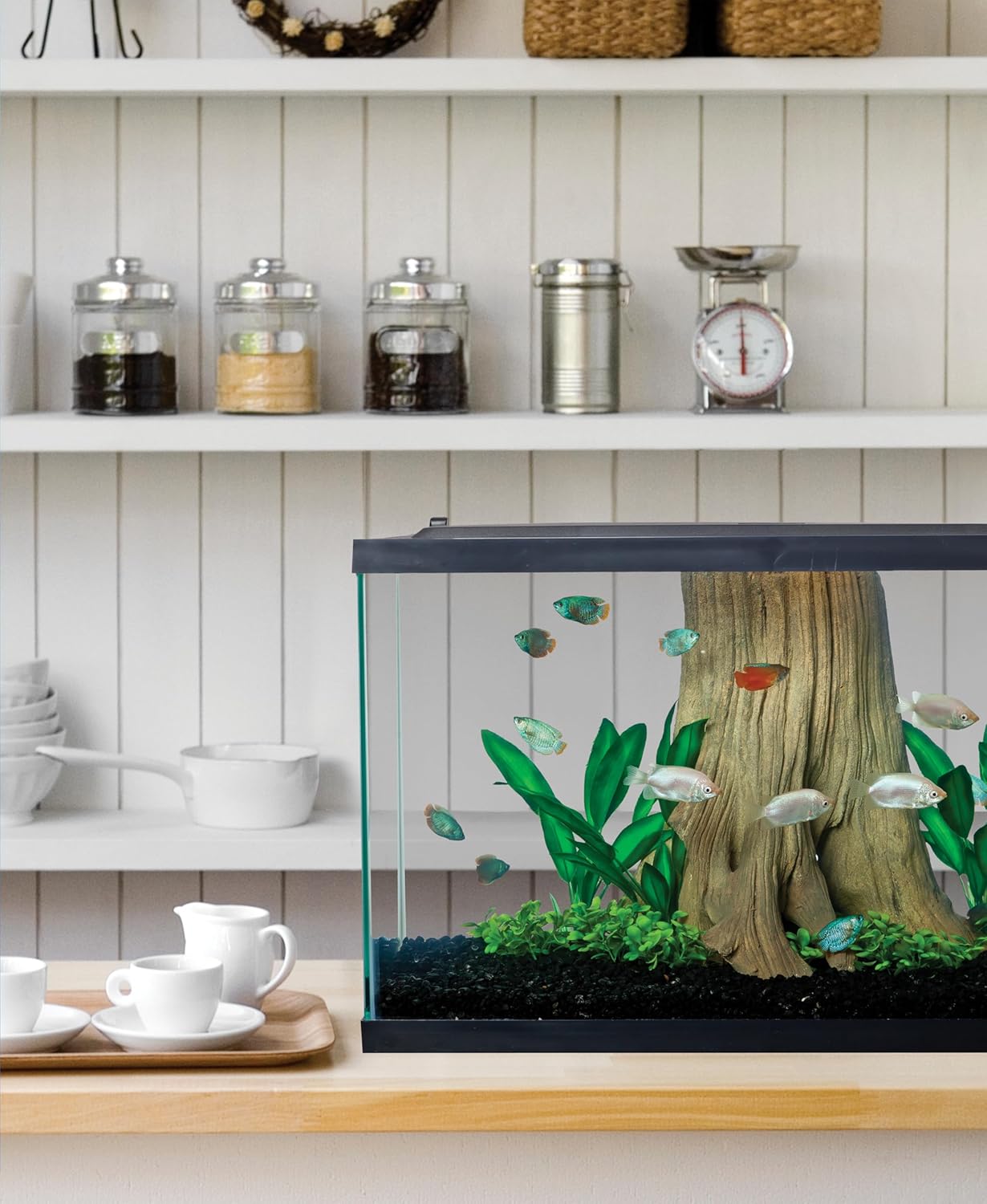 Clear Glass 20 Gallon Long Aquarium Tank - Hình 6