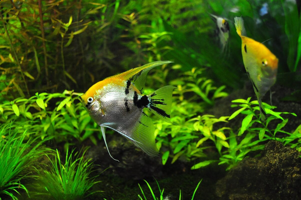 Freshwater aquarium planted with foreground and background planting