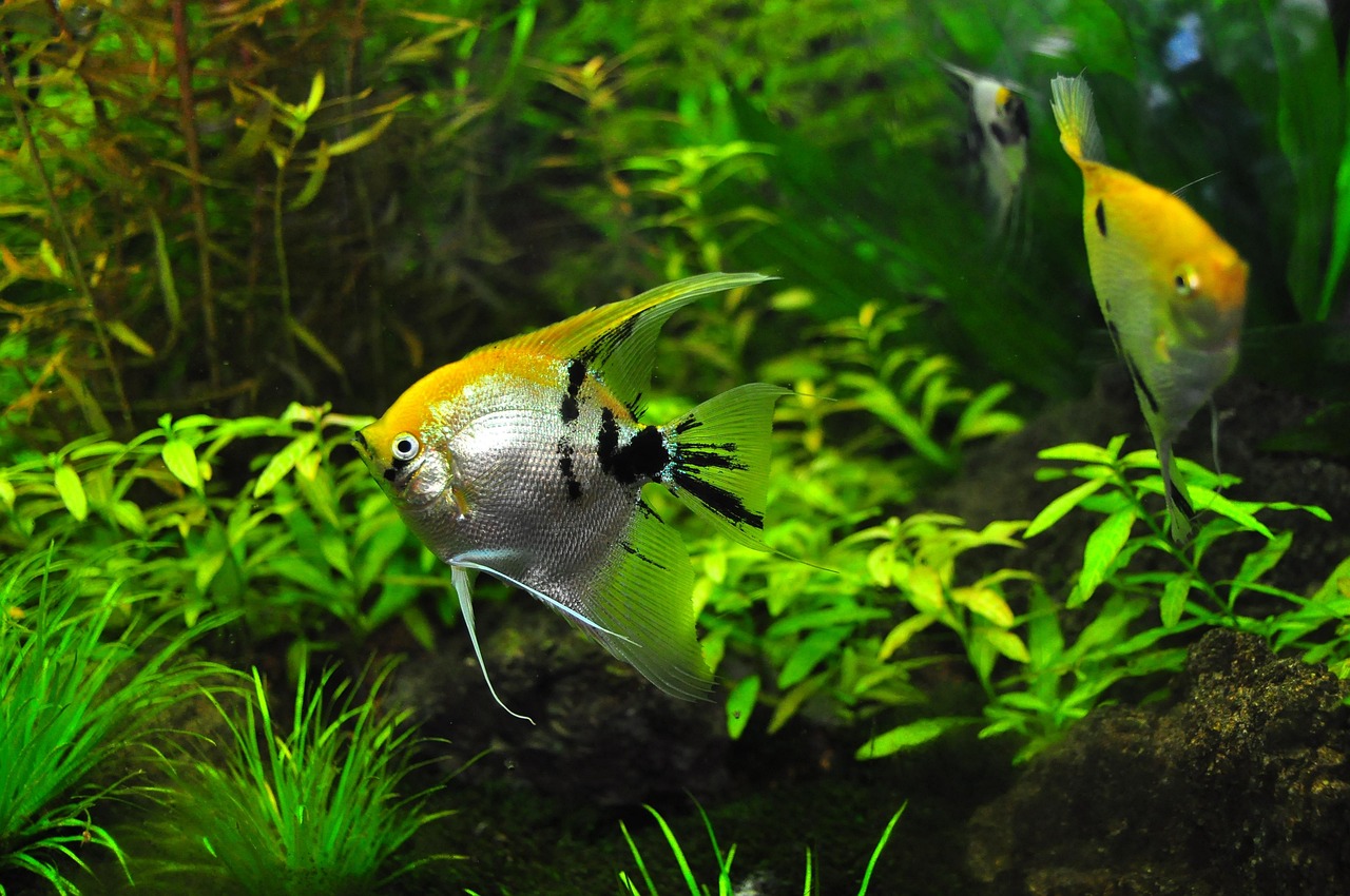 Freshwater aquarium planted with foreground and background planting