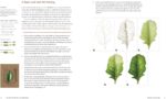 Joy of Botanical Drawing Guide - image 5
