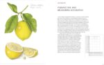 Joy of Botanical Drawing Guide - image 6