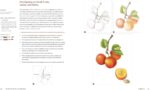 Joy of Botanical Drawing Guide - image 8