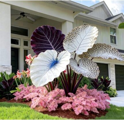 Rainbow Ripple Caladium Bulbs