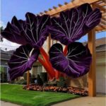 Rainbow Ripple Caladium Bulbs