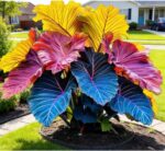 Rainbow Ripple Caladium Bulbs