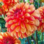 Sunset Glow Dahlia Tubers