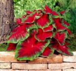 Red Flash Caladium Bulbs