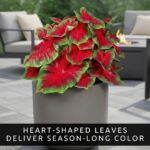 Red Flash Caladium Bulbs
