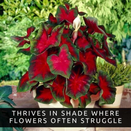 Red Flash Caladium Bulbs