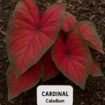 Red Flash Caladium Bulbs