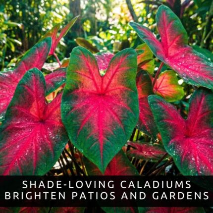 Scarlet Starburst Caladium Bulbs