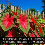 Scarlet Starburst Caladium Bulbs