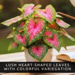 Scarlet Starburst Caladium Bulbs