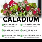 Scarlet Starburst Caladium Bulbs