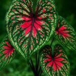 Fiery Red Heart Caladium Bulbs