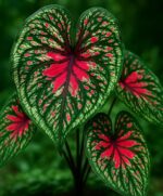 Fiery Red Heart Caladium Bulbs