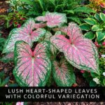 Fiery Red Heart Caladium Bulbs