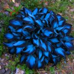 Cosmic Blue Hosta Bulbs