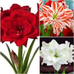 Dazzling Double Amaryllis Bulbs