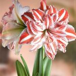 Dazzling Double Amaryllis Bulbs