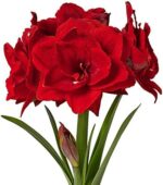 Dazzling Double Amaryllis Bulbs
