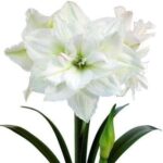 Dazzling Double Amaryllis Bulbs