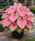 Pink Beauty Caladium Bulbs