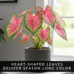 Pink Beauty Caladium Bulbs