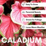 Pink Beauty Caladium Bulbs