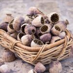 Collecting and saving seeds from the garden