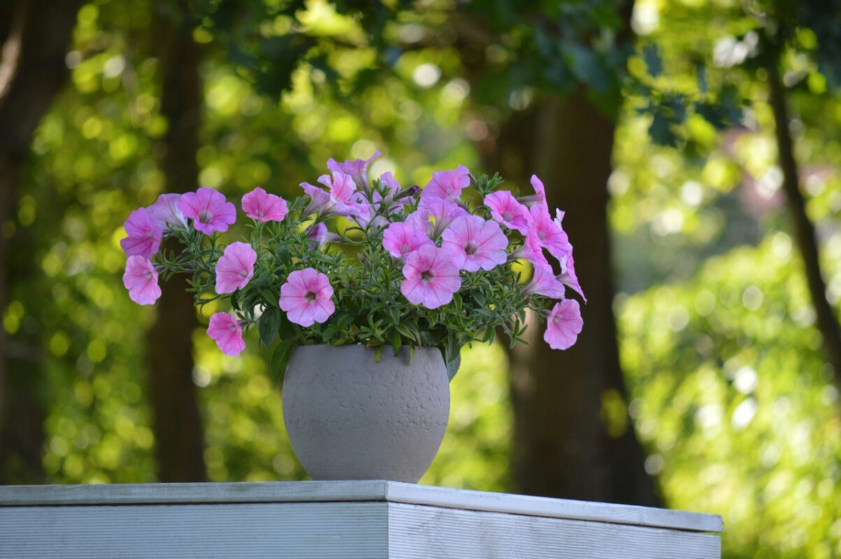 Growing flowers and vegetables from seed on a balcony