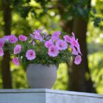Growing flowers and vegetables from seed on a balcony