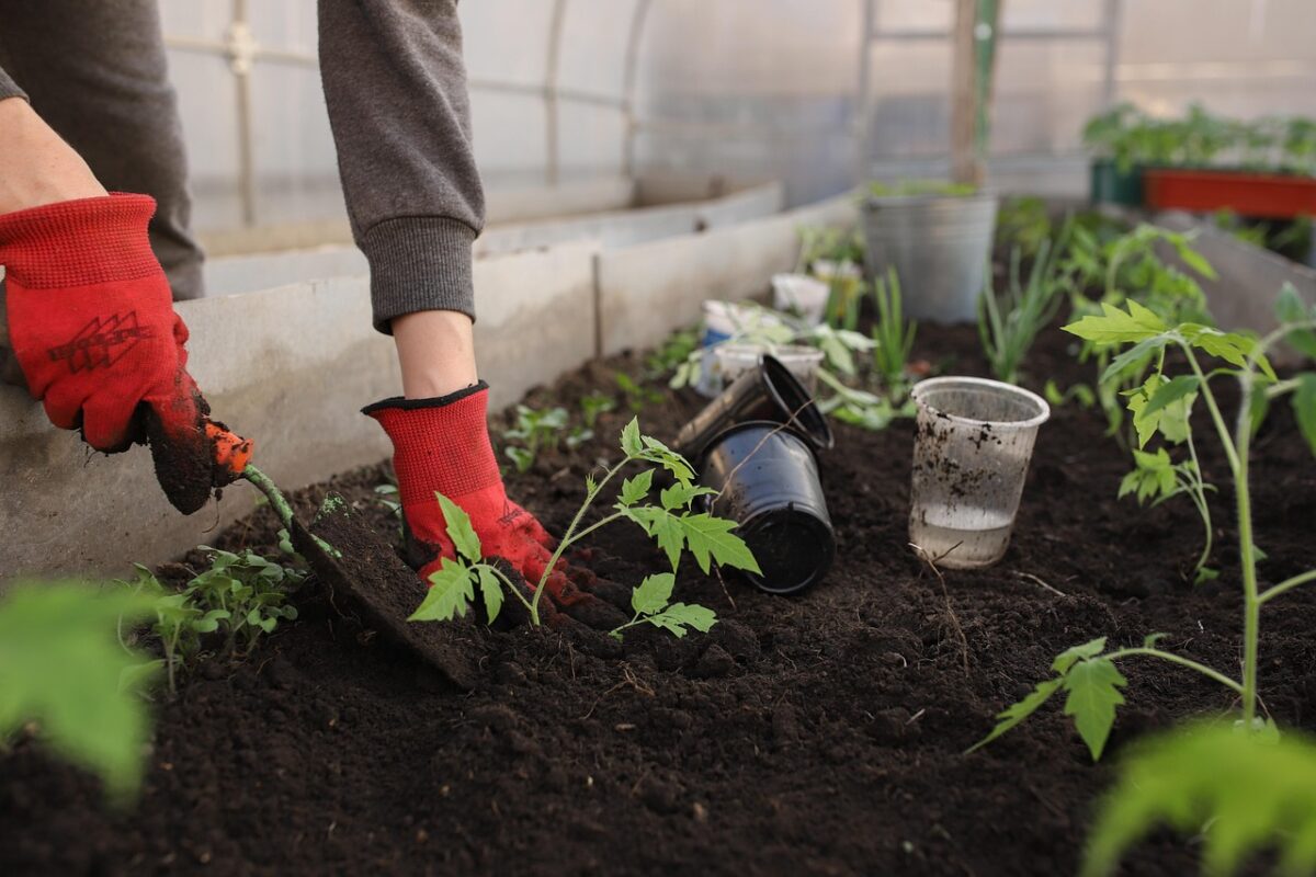 Companion planting in a healthy garden bed