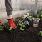 Companion planting in a healthy garden bed