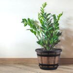 Whiskey Barrel Planters