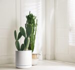 Large White Ceramic Planter