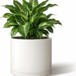 Minimalist Matte White Planter