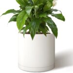Minimalist Matte White Planter