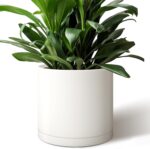 Minimalist Matte White Planter
