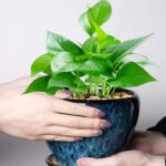 Ocean Blue Ceramic Planter