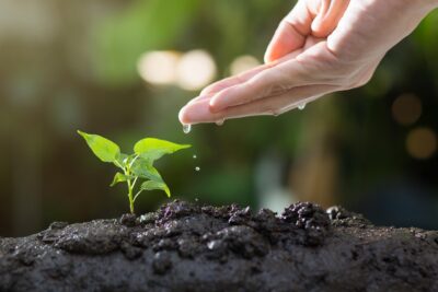 How to Repot a Plant Without Stress