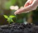 How to Repot a Plant Without Stress