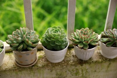 Best Planters for Balconies and Small Spaces