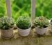 Best Planters for Balconies and Small Spaces