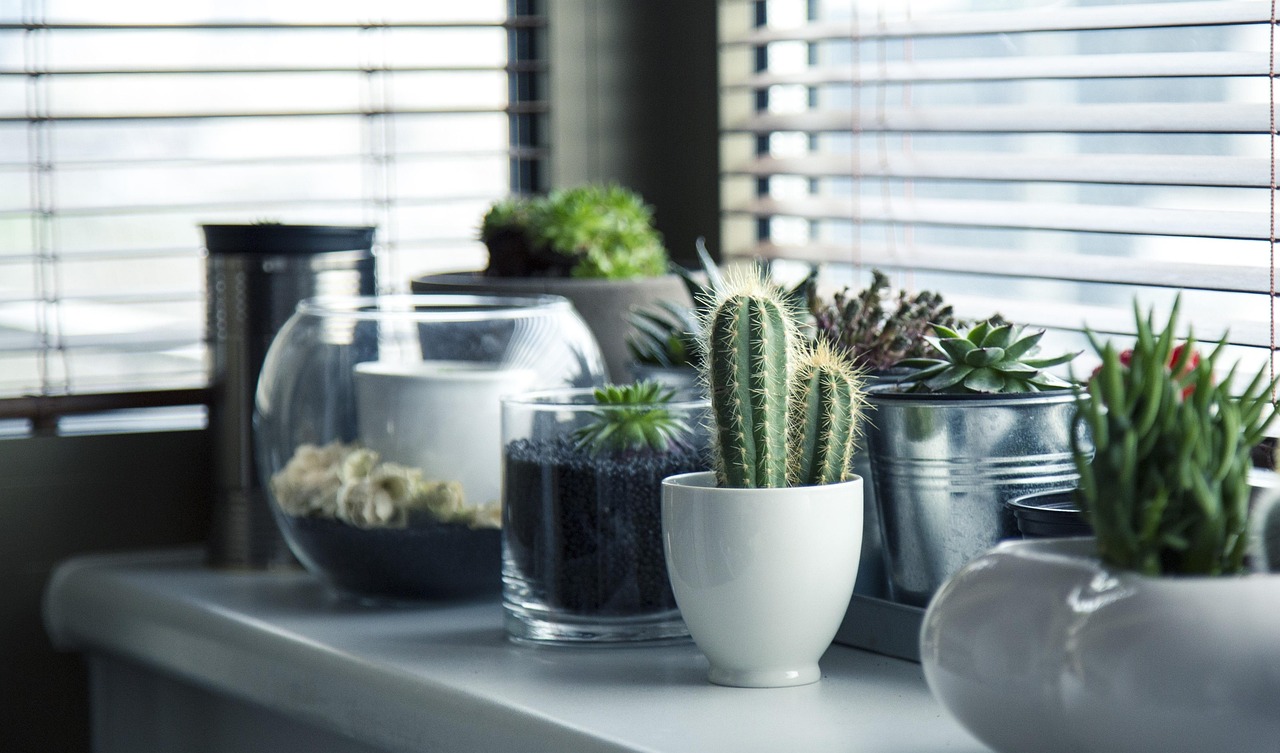 Potted plants in a bright home interior