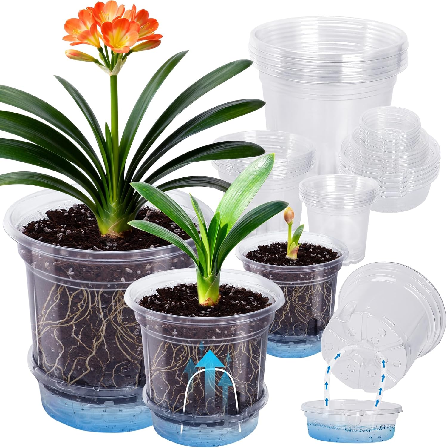 Clear Self-Watering Planters with Detachable Reservoir